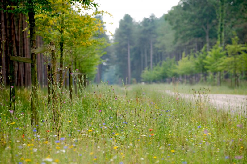 20160725_natuurbegraafplaats_utrecht_005