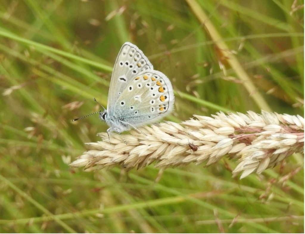 Mannetje Icarusblauwtje